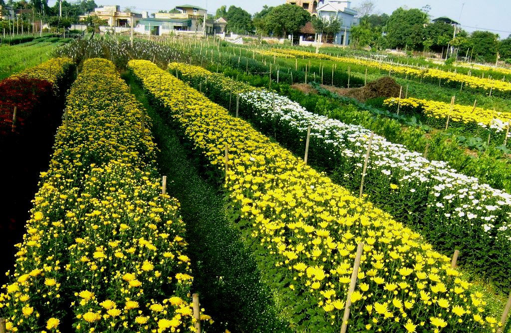 Làng hoa Phù Vân sẵn sàng đón Tết Đinh Dậu 2017