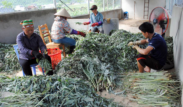 Hà Giang Đẩy mạnh các giải pháp phát triển nguồn dược liệu