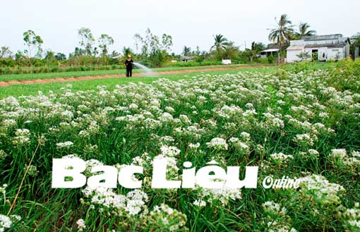 Thành phố Bạc Liêu Năm 2017 - tăng tốc để xứng tầm là trung tâm kinh tế, du lịch của tỉnh