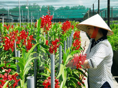 Phát triển đảng viên trong nông dân gắn với phong trào sản xuất giỏi, xây dựng nông thôn mới