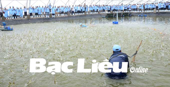 Bạc Liêu Những mô hình sản xuất Nông nghiệp hiệu quả