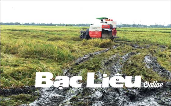 Vụ lúa thu đông mất mùa Nông dân gặp khó