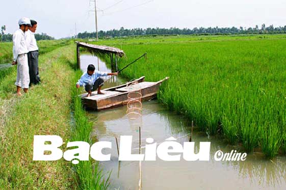 Nền nông nghiệp Bạc Liêu không ngừng đổi mới và phát triển