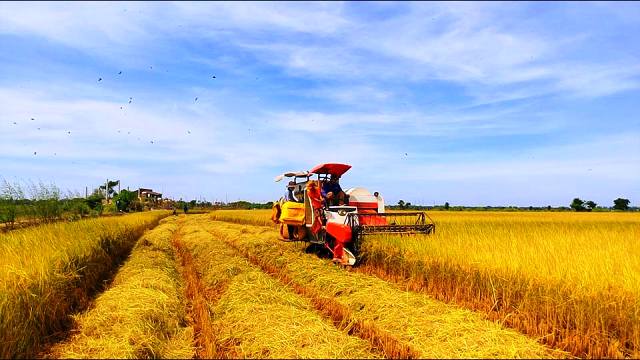 Nông nghiệp Việt Nam Nhìn lại 2016 để củng cố phát triển trong 2017