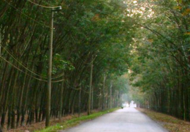 Năm 2016 Xuất khẩu cao su đạt 4,36 tỷ USD