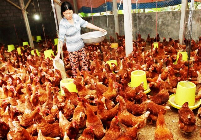 Ngành chăn nuôi vẫn đạt tốc độ tăng trưởng