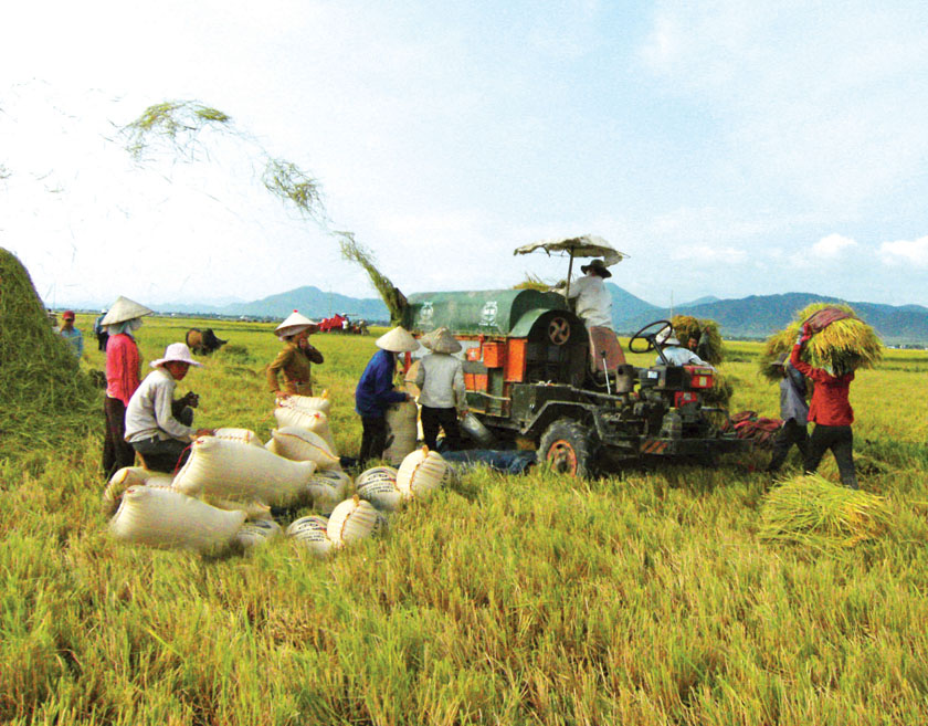 Để sản phẩm nông nghiệp không thua trên “sân nhà”