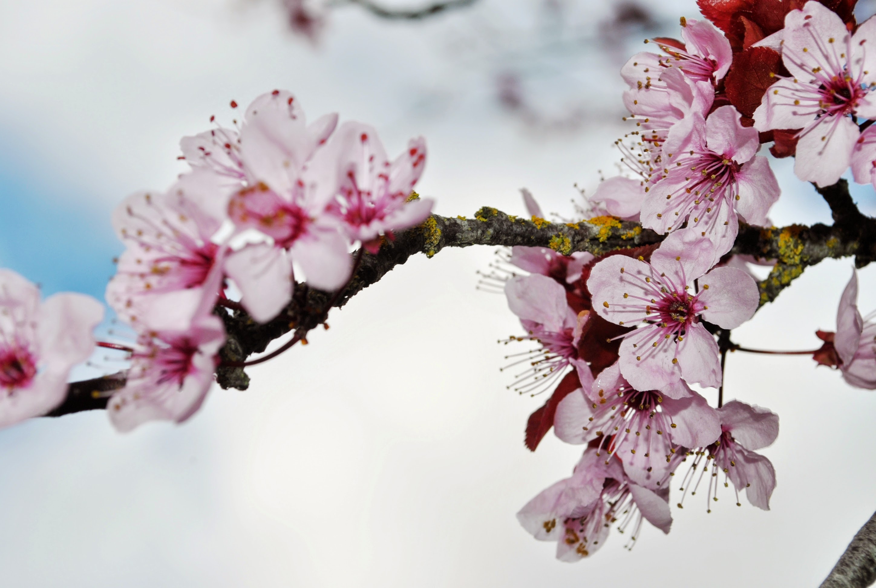 Những loài hoa được ưa thích trong ngày Tết