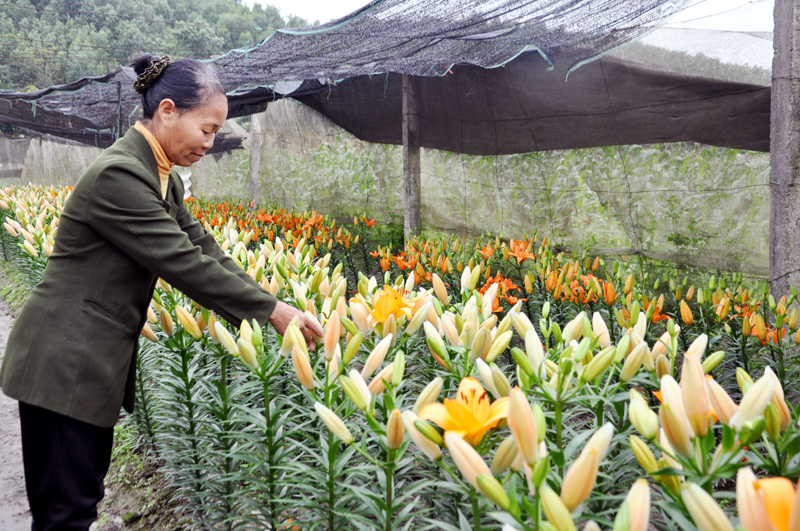 Đặc sắc Hội hoa Xuân Hoành Bồ, Quảng Ninh