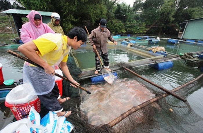 Người nuôi cá lồng trên sông Tam Kỳ Quảng Nam được mùa và được giá dịp cuối năm