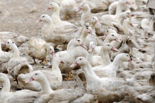 Tây Ban Nha tiêu hủy hơn 17 000 con vịt nghi nhiễm H5N8