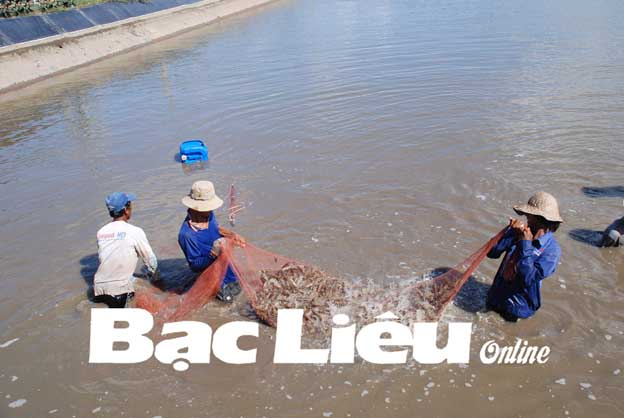 Cần phát triển chuỗi giá trị tôm nuôi