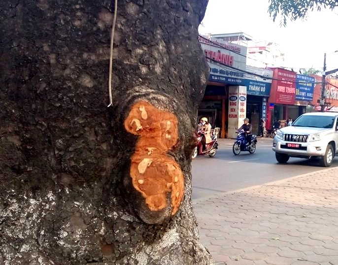 Hà Nội Xác định được người đục đẽo cây xà cừ trên đường Láng