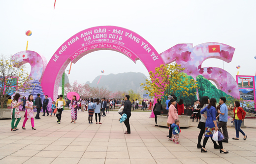 Lễ hội hoa Anh đào - Mai vàng Yên Tử diễn ra giữa tháng 3 2017