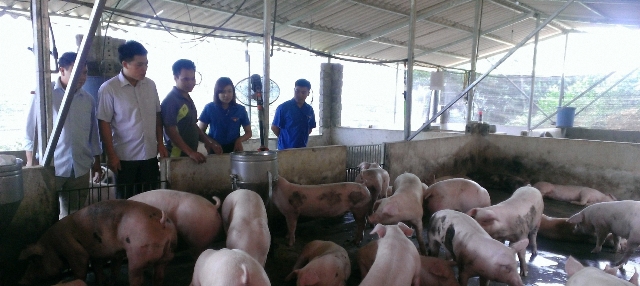 Tuổi trẻ Yên Bái tham gia phát triển kinh tế nông nghiệp, nông thôn