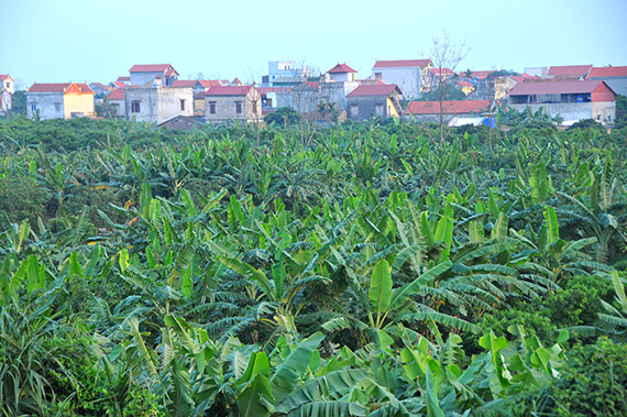 Phát triển kinh tế từ trồng chuối tiêu hồng