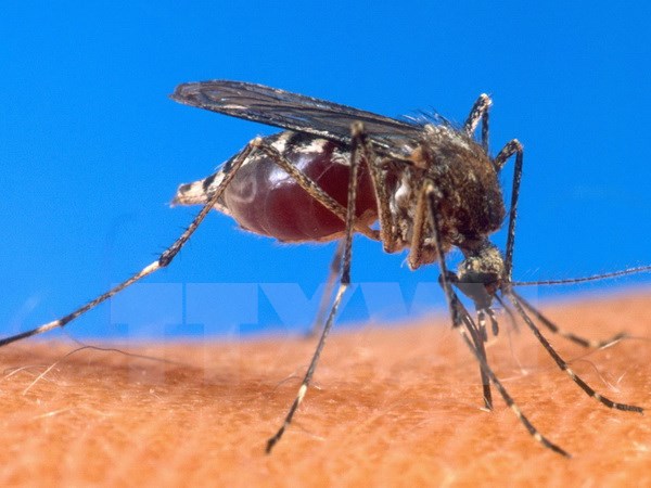 Trái Đất nóng lên tạo điều kiện cho virus Tây sông Nile lây lan nhanh