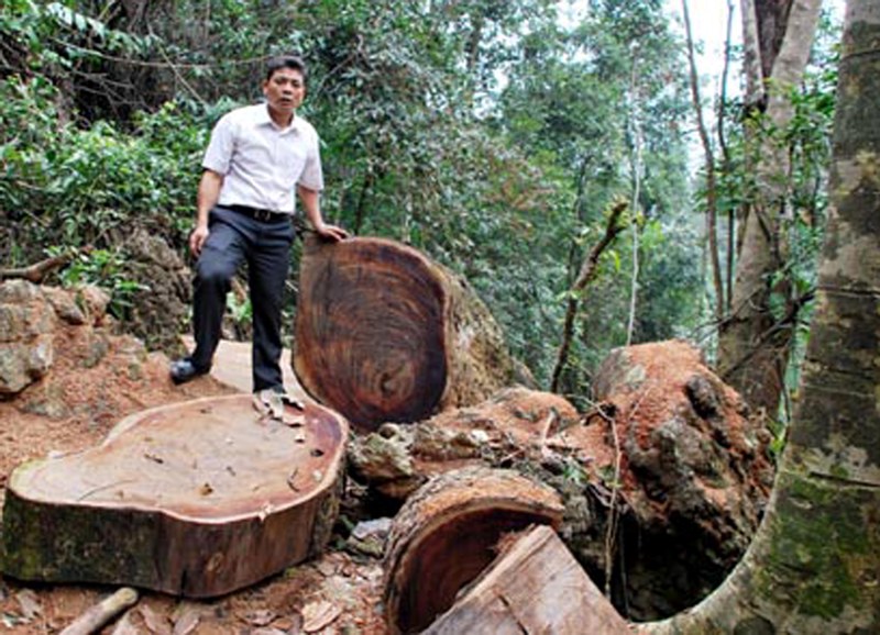 Hà Giang Ngăn chặn tình trạng khai thác, vận chuyển lâm sản trái phép