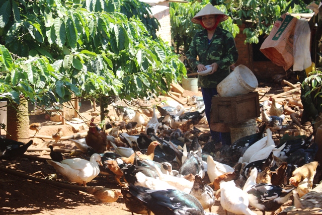 Ngân hàng Chính sách xã hội tỉnh Đắk Nông Tích cực đưa chủ trương của Đảng đến với người nghèo