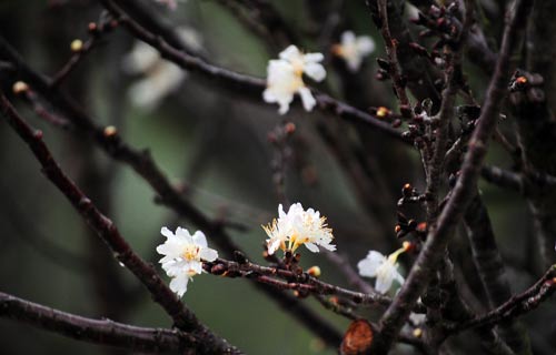 Bổ sung 5 000 cành cho triển lãm hoa anh đào