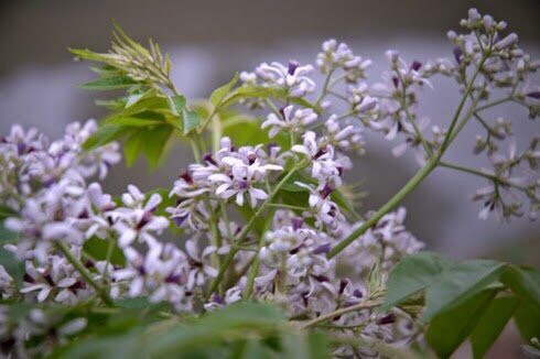 Hoa xoan tuổi thơ tôi