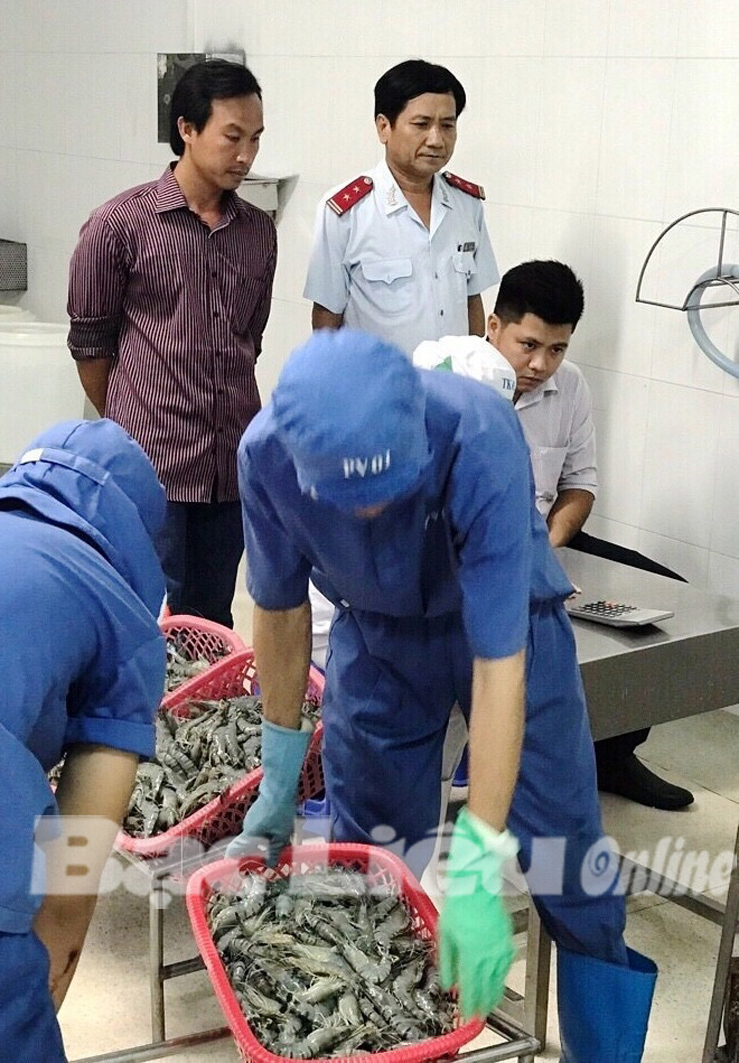 Bắt giữ hơn 400kg tôm sú bơm chích tạp chất