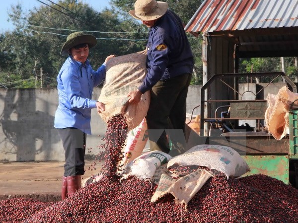 Đắk Lắk bảo hộ nhãn hiệu “Buon Ma Thuot Coffee” trên thế giới