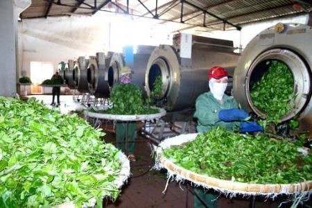 Kiện toàn thể chế tạo động lực cho nền nông nghiệp phát triển bền vững