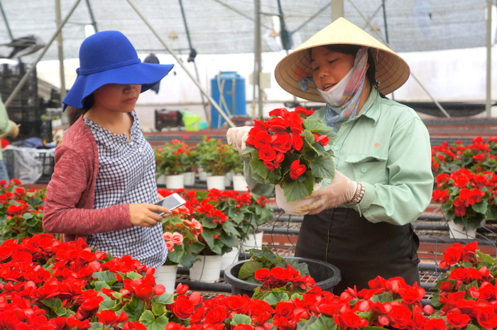 Lâm Đồng Hiệu quả tích cực từ phong trào nông dân thi đua sản xuất kinh doanh giỏi