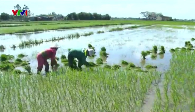 Bến Tre khuyến cáo người dân xuống giống đúng lịch thời vụ