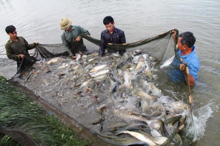 Gỡ vướng trong triển khai Nghị định 67 về chính sách hỗ trợ thủy sản
