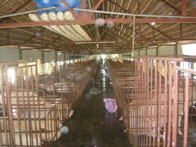 Ngành chăn nuôi và xu hướng phát triển