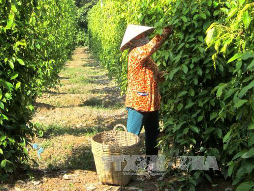 Kiên Giang ưu tiên phát triển công nghiệp chế biến nông sản xuất khẩu