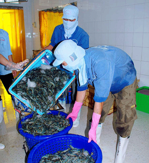 Tôm khỏe nhờ chế phẩm sinh học