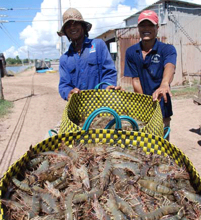 Bí quyết làm giàu bằng nuôi tôm sạch