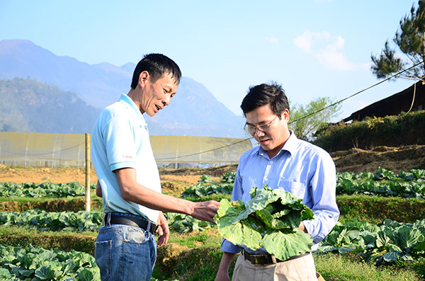 Tiên phong, dẫn đường cho sản xuất rau an toàn ở Sa Pa, Lào Cai