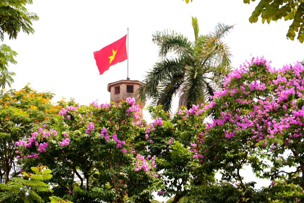 Bằng lăng tím phố phường Hà Nội