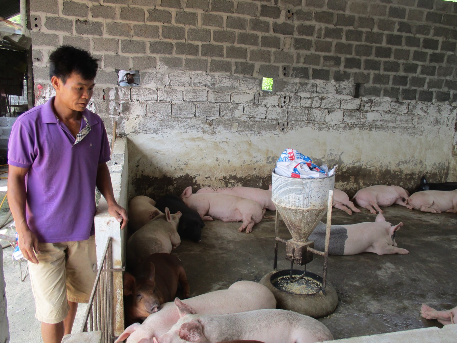 Hà Nội Người chăn nuôi điêu đứng vì giá lợn giảm mạnh