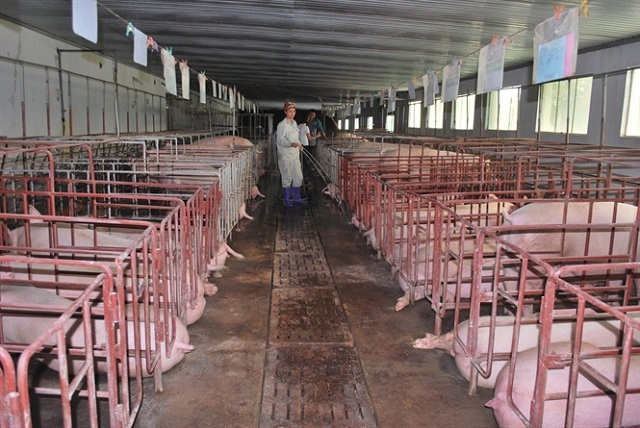 Thay đổi tư duy trong chăn nuôi Từ lượng chuyển sang chất