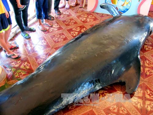 Cá voi nặng hơn một tấn dạt vào bờ biển Phú Yên