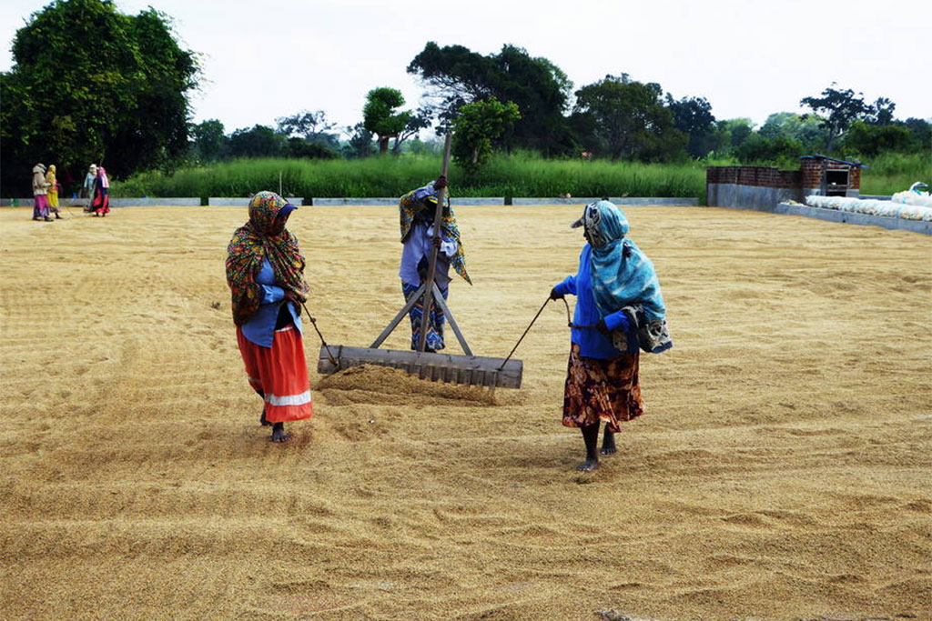 Thời tiết khắc nghiệt đe dọa an ninh lương thực ở Sri Lanka