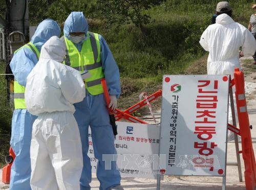 Hàn Quốc phát hiện thêm ổ dịch cúm gia cầm H5N8