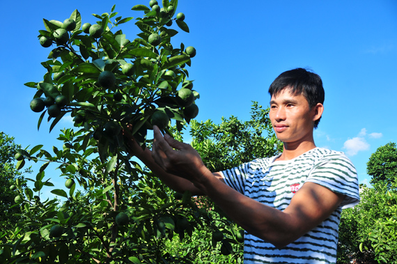 Những vụ chanh quý của “nông dân trí tuệ”