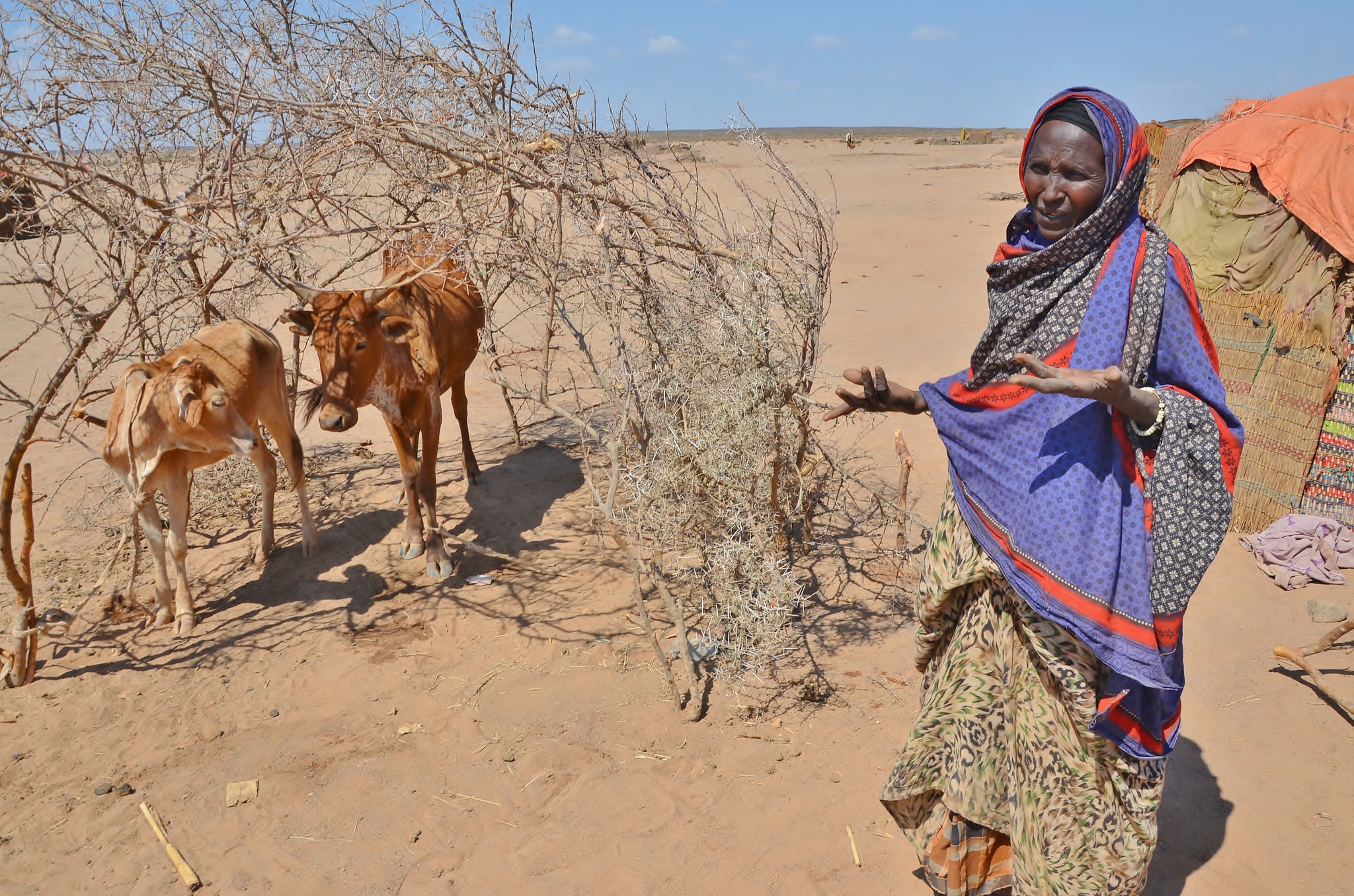 Hạn hán đe dọa hàng triệu người Ethiopia