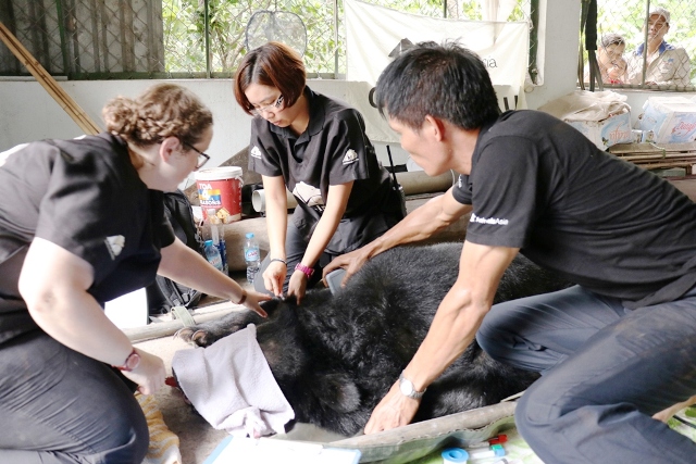 Cứu hộ 9 cá thể gấu ngựa tại Bình Dương