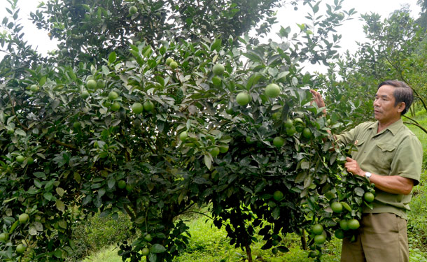 Hội Cựu chiến binh huyện Bảo Yên Lào Cai tích cực tham gia phát triển kinh tế, xây dựng quê hương