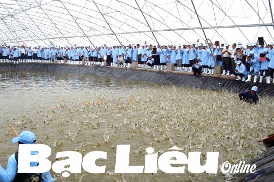 Ứng dụng công nghệ cao trong nuôi tôm Đưa Bạc Liêu trở thành trung tâm ngành công nghiệp tôm