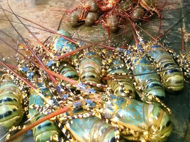 Phú Yên Tôm hùm chết hàng loạt do môi trường vùng nuôi bị ô nhiễm