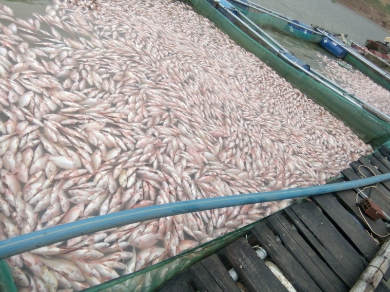 Kết luận nguyên nhân cá chết tại lòng hồ Plei Krông Kon Tum  Nước không có độc tố