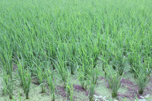 Tam Dương Vĩnh Phúc  Tăng cường tuyên truyền phòng trừ sâu cuốn lá nhỏ hại lúa Mùa 2017